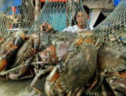 Tuna dan Kepiting Maluku Utara Tembus Pasar Singapura – Vietnam