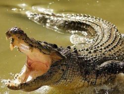 Memanah Ikan, Anggota TNI di Kepulauan Sula Diterkam Buaya