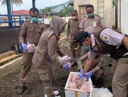 Daging Babi dari Manado Dimusnahkan