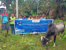 Rayakan Idul Adha 1444 H, Harita Nickel Salurkan 31 Sapi dan 3 Kambing