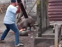 Anak Usia 4 Tahun jadi Korban Serangan Babi Hutan