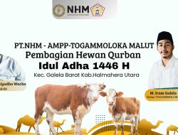 NHM Gandeng TOGAMMOLOKA Distribusi 15 Ekor Sapi untuk Kurban