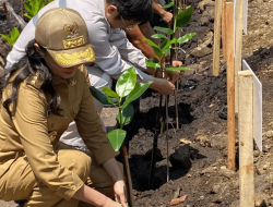 Gubernur Sherly Larang Masyarat Tebang Pohon Mangrove