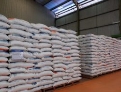 Beras Bermasalah di Malut Jadi Temuan DPR, Dirut Perum Bulog Pastikan Aman di Konsumsi