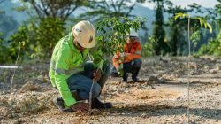 NHM Pulihkan 232,69 Hektar Lahan Bekas Tambang