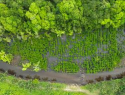 Kawasan Mangrove Kao Tumbuh Pesat, Bukti Komitmen NHM terhadap Keberlanjutan Lingkungan