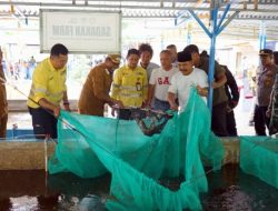 Sinergi Apik Pemda Halut dan NHM Lahirkan Panen Raya Ikan Nila