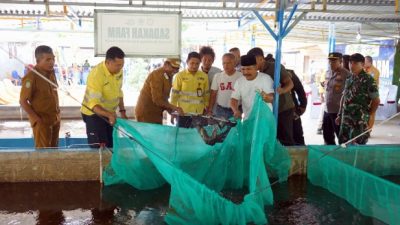Sinergi Apik Pemda Halut dan NHM Lahirkan Panen Raya Ikan Nila