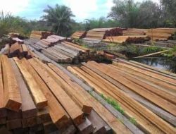 Kayu Ilegal Bebas Masuk Ternate, Kasat Reskrim Tegaskan akan Diselidiki